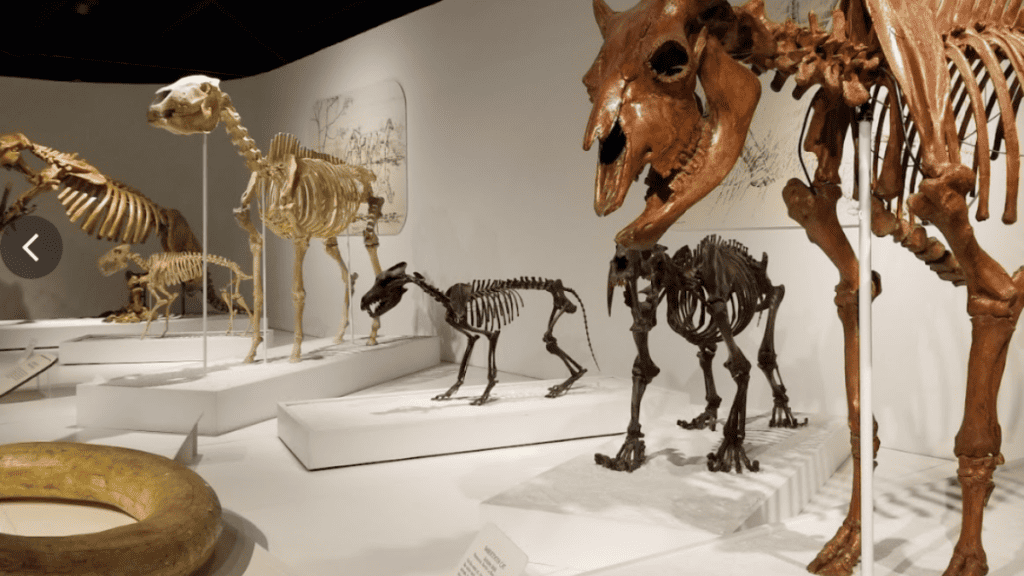 Panhandle Plains museum Amarillo dinosaur exhibit.