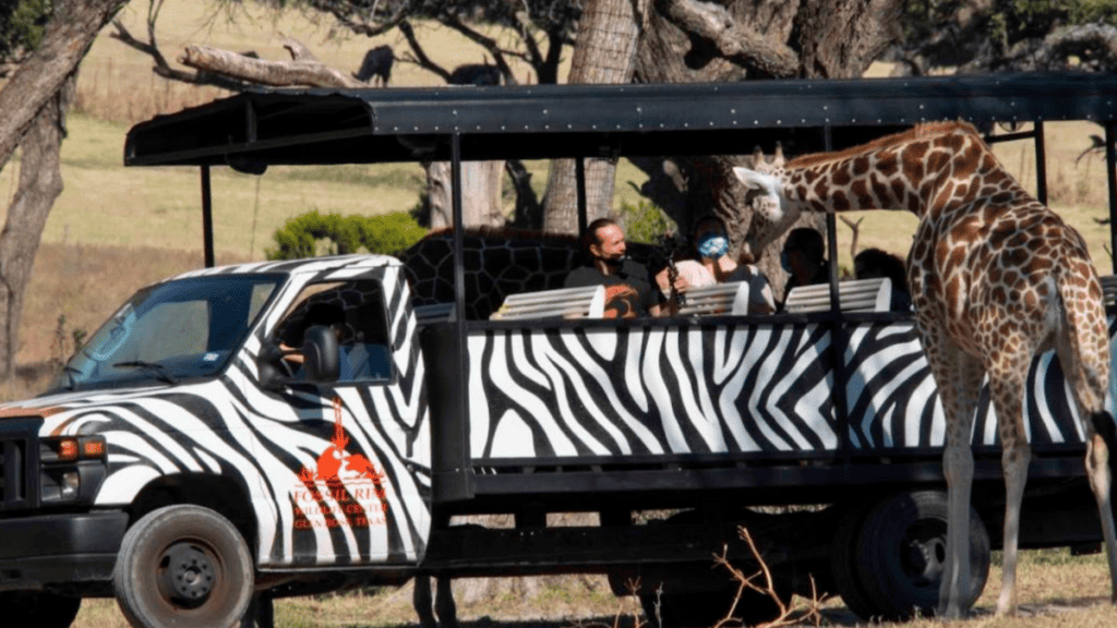 Fossil rim wildlife center tour with giraffes poking head into tour