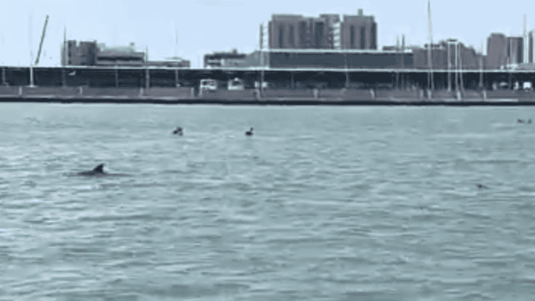 Harbor Tours Galveston See Beautiful Dolphins and Ships