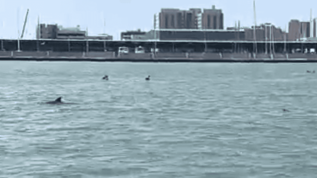 dolphins during harbor tour galveston texas